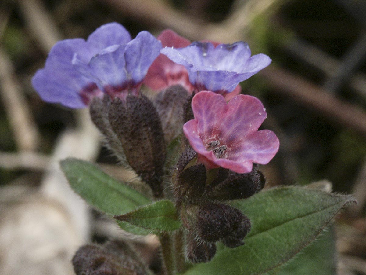 Pulmonaria